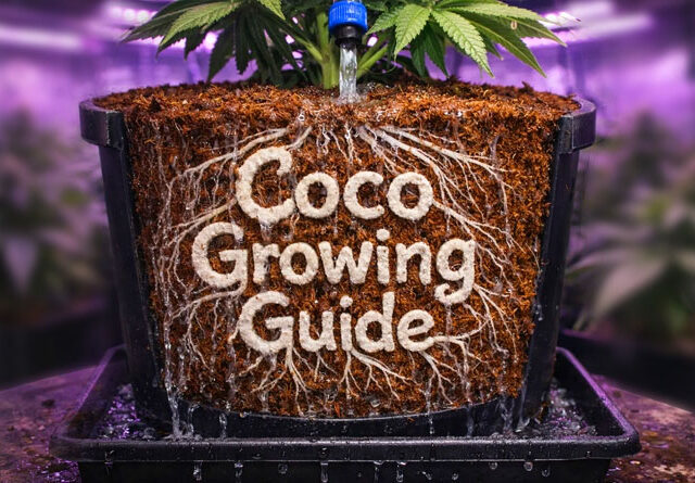 Guía de Cultivo en Coco: Fundamentos y Estrategias para Principiantes