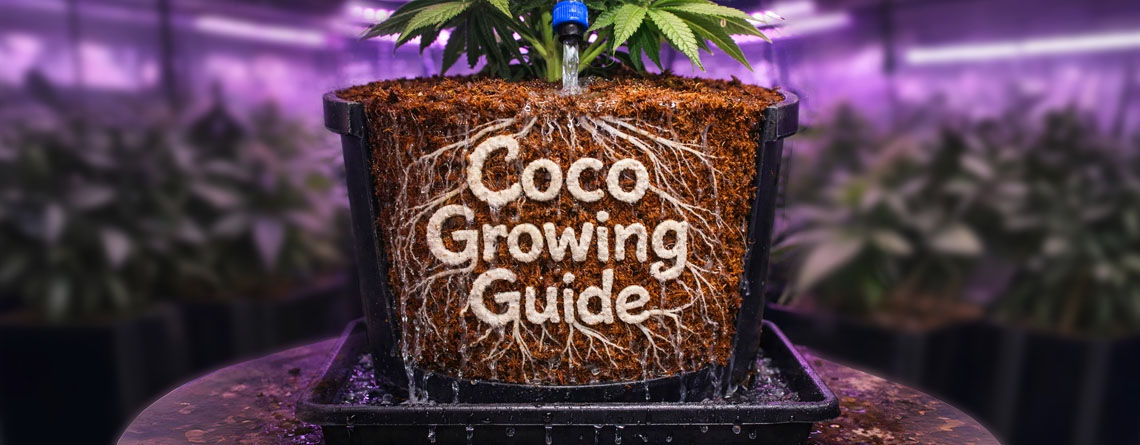 Guía de Cultivo en Coco: Fundamentos y Estrategias para Principiantes