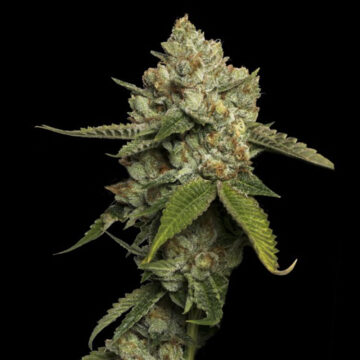 Kosher Prophets semillas feminizadas | DNA Genetics