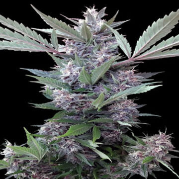 Bubba Kush x PCK semillas feminizadas | Ace Seeds
