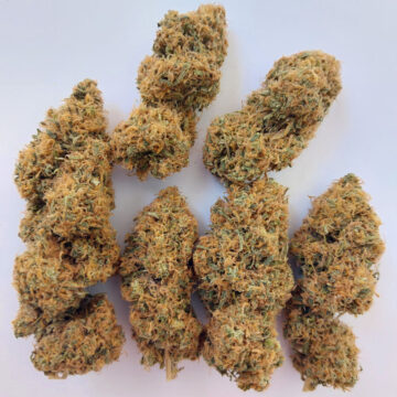 Magic Carrot semillas feminizadas | Ace Seeds