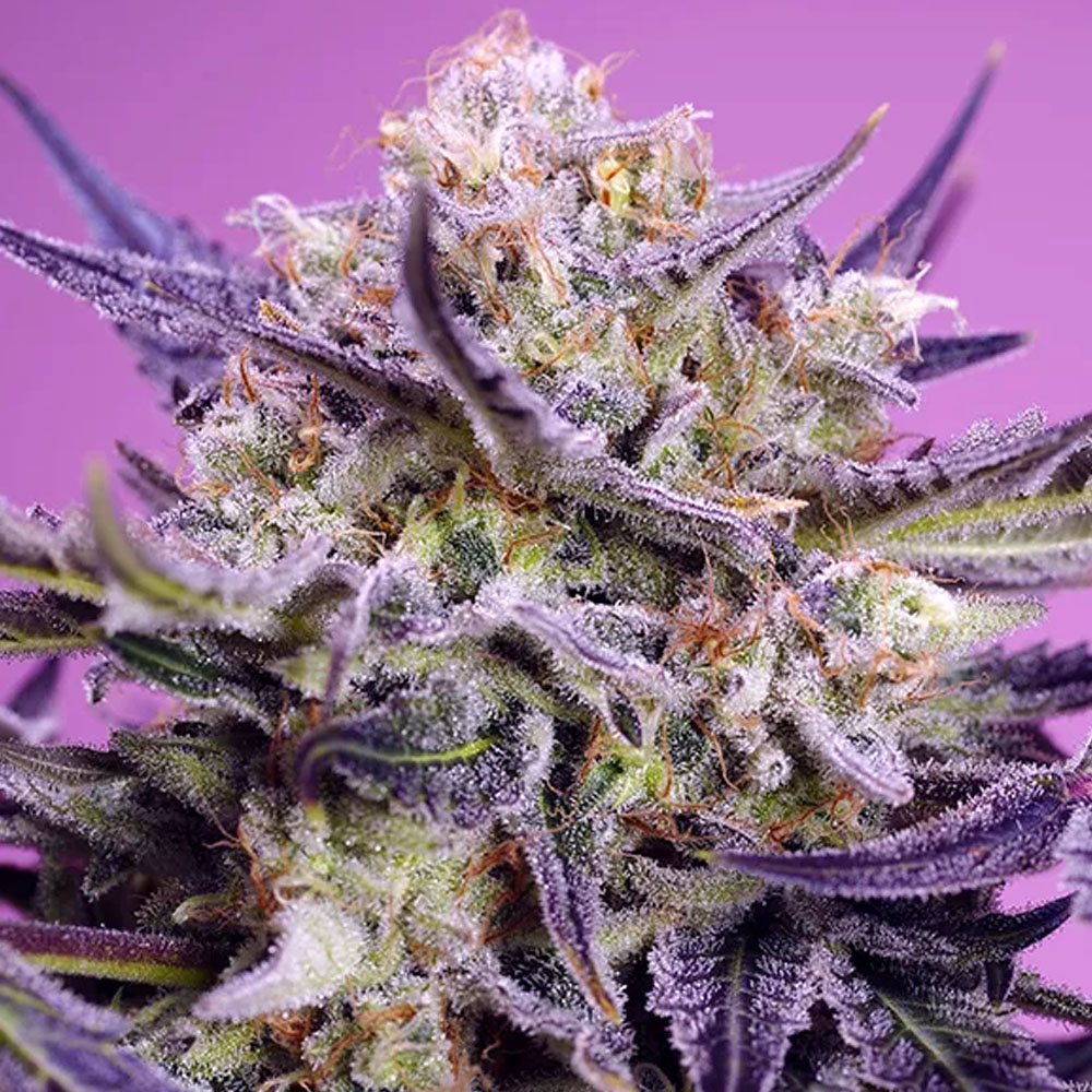 Pink Guava F1 Fast Version feminized seeds | Sweet Seeds