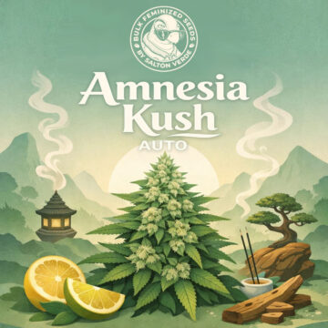 Amnesia Kush Auto granel feminizadas (100uds.) | Bulk Feminized Seeds