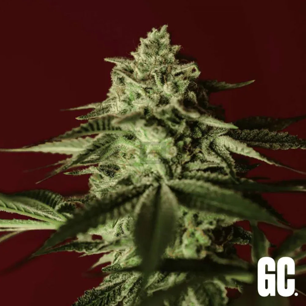 Banana Stones semillas feminizadas | Grand Cru Genetics