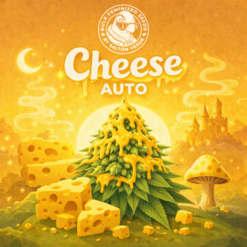 Cheese Auto granel feminizadas (100uds.) | Bulk Feminized Seeds