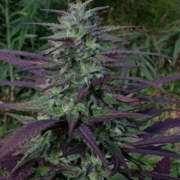 China Yunnan semillas regulares (5 uds.) | Ace Seeds