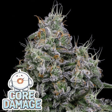 Core Damage semillas feminizadas | Anesia Seeds