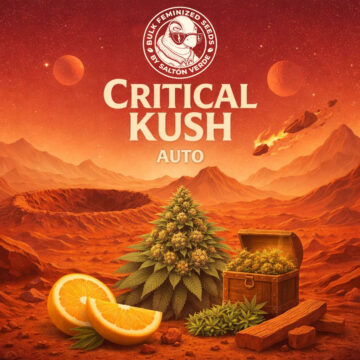 Critical Kush Auto granel feminizadas (100uds.) | Bulk Feminized Seeds