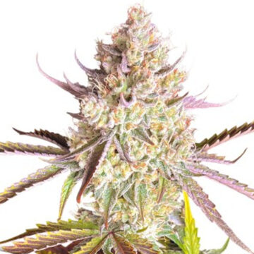 Fruit Bomb Punch semillas feminizadas | Dutch Passion