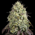 Georgia Pie semillas feminizadas | Advanced Seeds