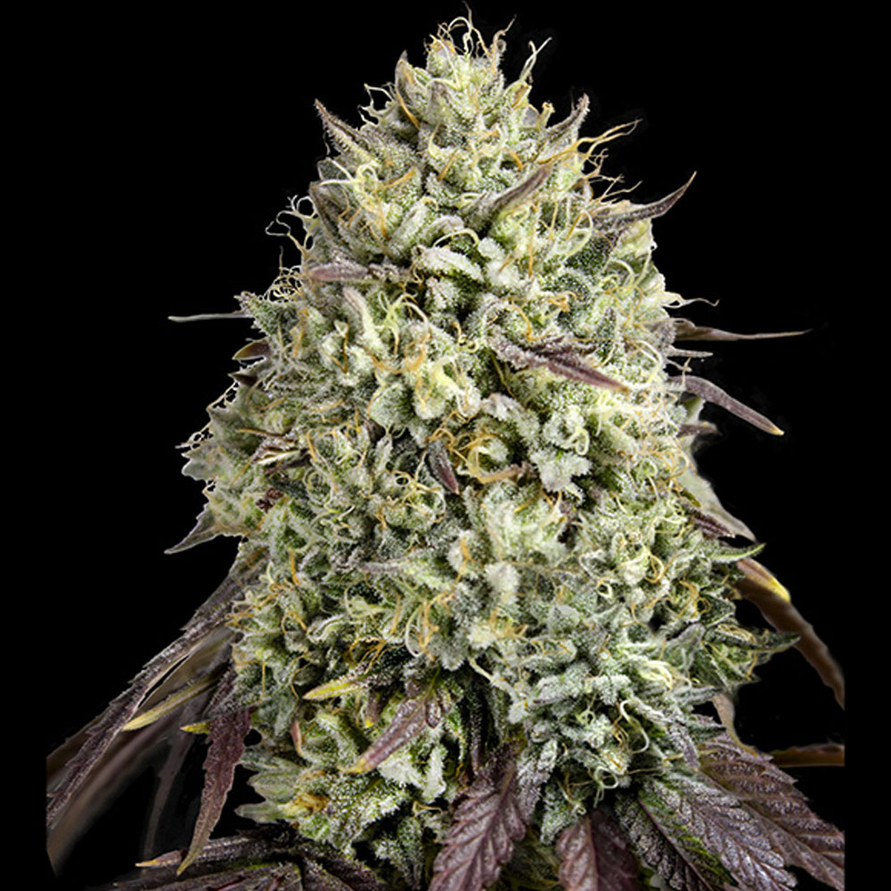 Georgia Pie semillas feminizadas | Advanced Seeds