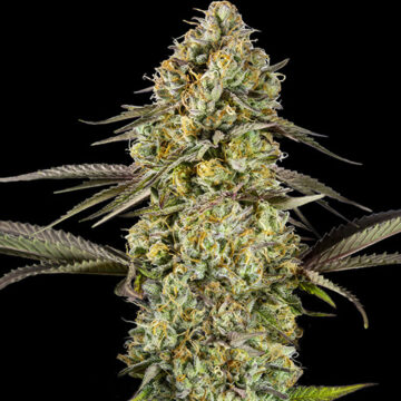 Georgia Pie Auto semillas autoflorecientes | Advanced Seeds