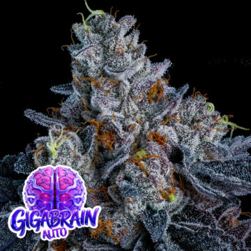 Giga Brain Auto semillas autoflorecientes | Anesia Seeds
