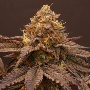 Goulazh semillas feminizadas | Bask Triangle Farms