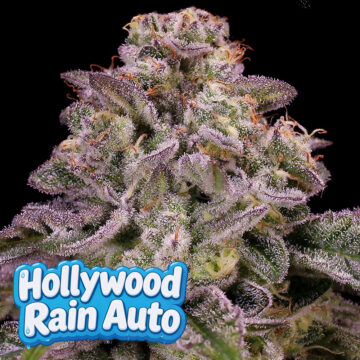 Hollywood Rain Auto semillas autoflorecientes | Anesia Seeds