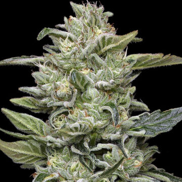 Honey Bear semillas feminizadas | Humbold Seeds Company