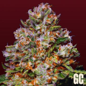 Honeycomb semillas feminizadas | Grand Cru Genetics