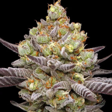 Hyper Za semillas feminizadas | Humbold Seeds Company