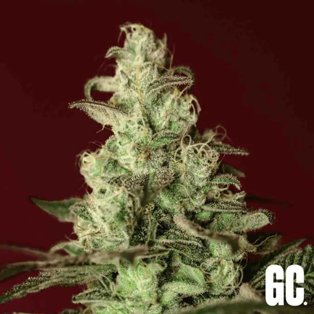 Iced Apples semillas feminizadas | Grand Cru Genetics