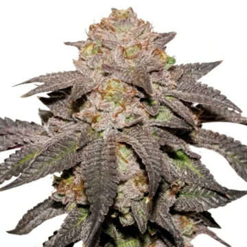 Kingston Punch semillas feminizadas | Dutch Passion