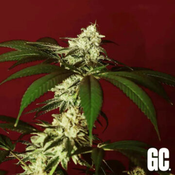 Kosher Kush BX2 semillas feminizadas | Grand Cru Genetics