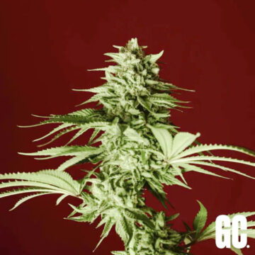 Lumpy's Fritter semillas feminizadas | Grand Cru Genetics