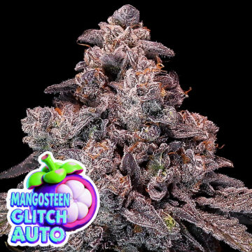Mangosteen Glitch Auto semillas autoflorecientes | Anesia Seeds