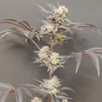 Naughty Dawg semillas feminizadas (4 uds.) | Seeds of Anarchy