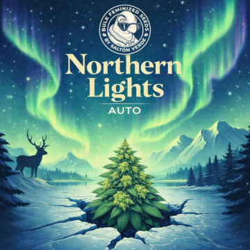 Northern Lights Auto granel feminizadas (100uds.) | Bulk Feminized Seeds