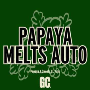 Papaya Melts Auto semillas autoflorecientes (5 uds.) | Grand Cru Genetics