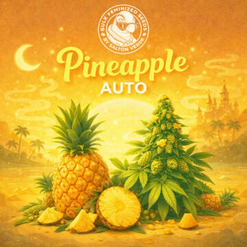 Pineapple Auto granel feminizadas (100uds.) | Bulk Feminized Seeds