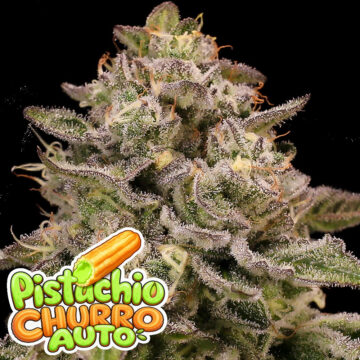 Pistachio Churro Auto semillas autoflorecientes | Anesia Seeds