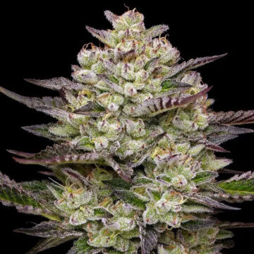 Puff Pastry semillas feminizadas | Humbold Seeds Company