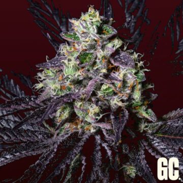 Rainbow Apples semillas feminizadas | Grand Cru Genetics