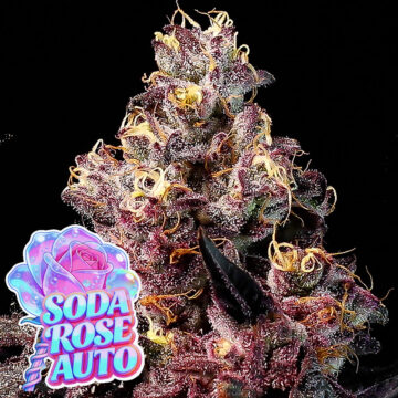 Rose Soda Auto semillas autoflorecientes | Anesia Seeds