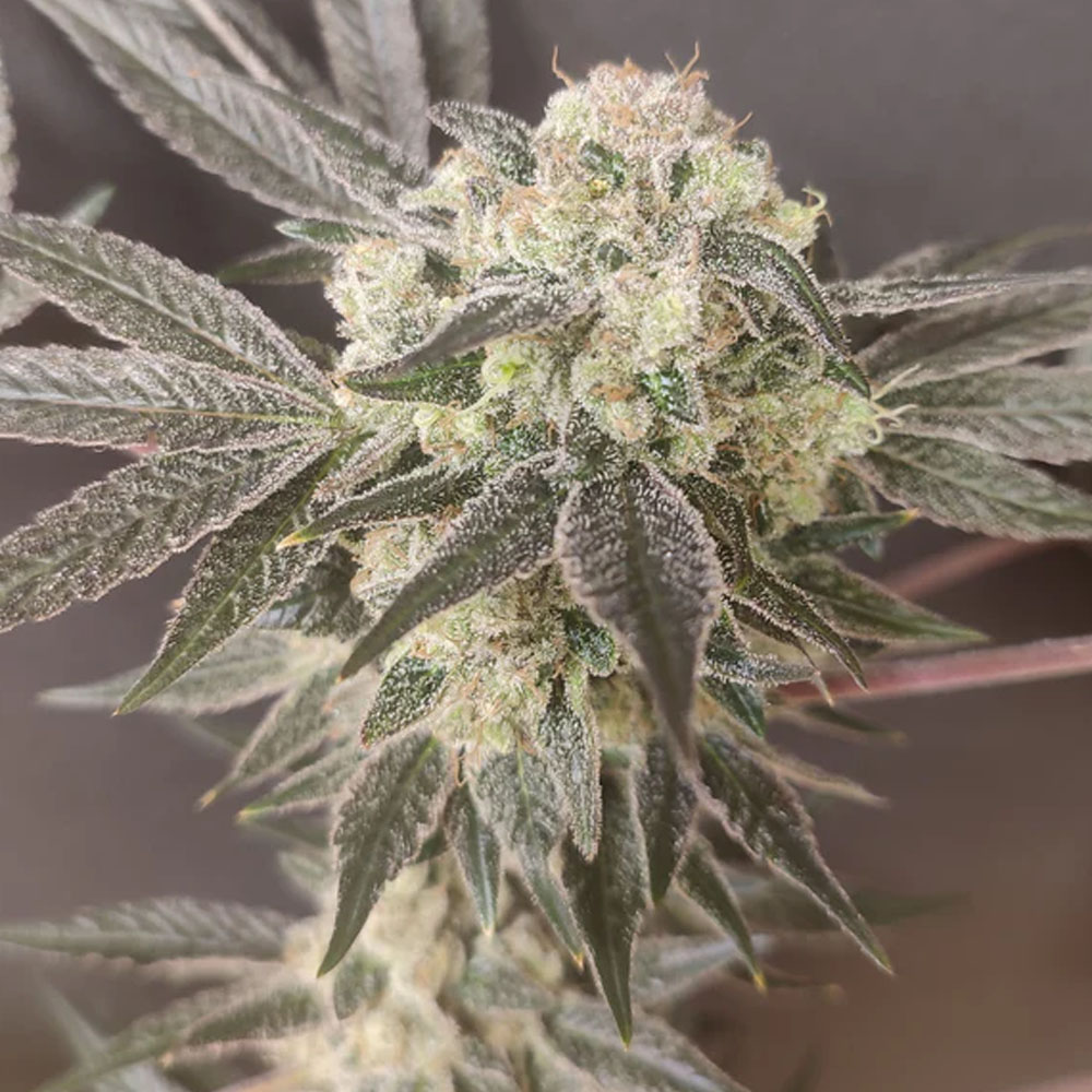 Shishkaberry Edition feminized seeds (4 pcs.) | Spice of Life