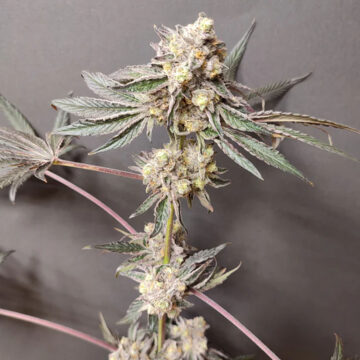 Slurpicle semillas feminizadas (4 uds.) | Seeds of Anarchy