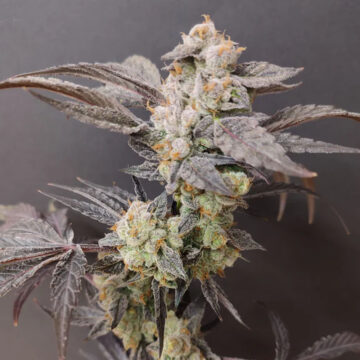 Spritzade semillas feminizadas (4 uds.) | Seeds of Anarchy