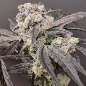 Sweet Pink Grapefruit Edition semillas feminizadas (4 uds.) | Spice of Life