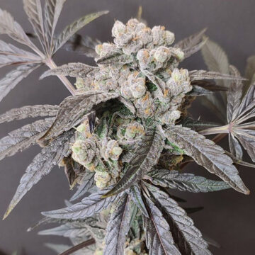 The Epstein List semillas feminizadas (4 uds.) | Seeds of Anarchy