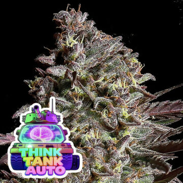 Think Tank Auto semillas autoflorecientes | Anesia Seeds