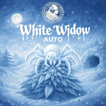 White Widow Auto granel feminizadas (100uds.) | Bulk Feminized Seeds