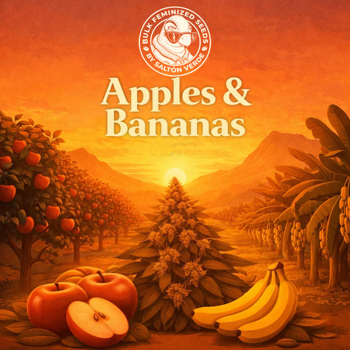 Bulk feminized Apples & Bananas (100 units) | Bulk Feminized Seeds