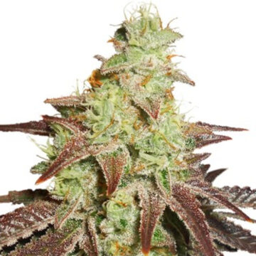 Auto Night Queen autofloreciente | Dutch Passion