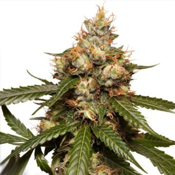 Auto THC-Victory autofloreciente (3 uds.) | Dutch Passion