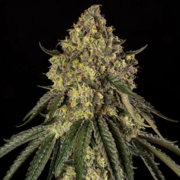 B-52 feminizada | Silent Seeds
