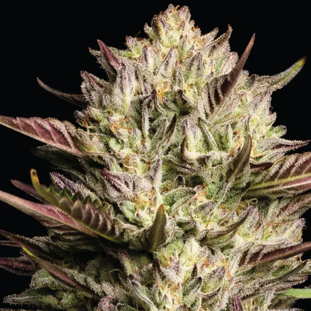 California Octane Triploid feminized (3 units) | Humboldt Seeds Company