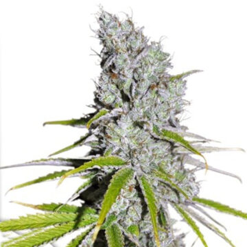 CBD Skunk Haze feminizada | Dutch Passion