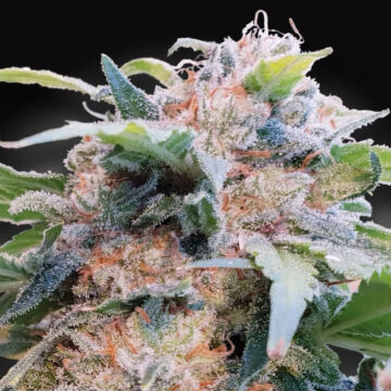 CBDream - Dream CBD feminizadas | Paradise Seeds