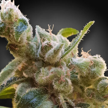 CBDRelax - Relax CBD feminizadas | Paradise Seeds